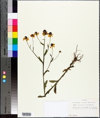 Helenium flexuosum image
