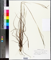 Digitaria villosa image