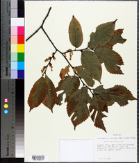 Ulmus serotina image