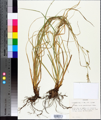 Carex cherokeensis image