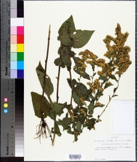 Solidago auriculata image