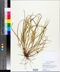 Carex crebriflora image