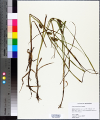 Carex aureolensis image