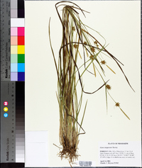 Carex turgescens image