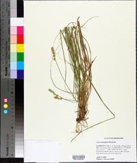 Carex triangularis image