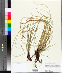 Carex nigromarginata image