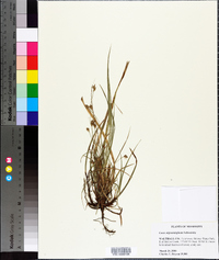 Carex nigromarginata image