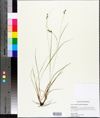 Carex swanii image