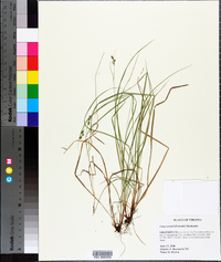 Carex swanii image