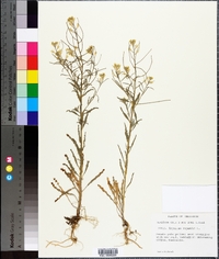 Erysimum repandum image