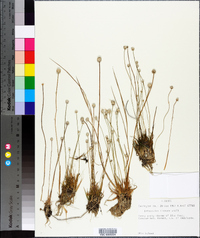 Eriocaulon lineare image