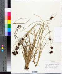 Rhynchospora glomerata image