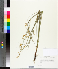 Stenanthium gramineum image