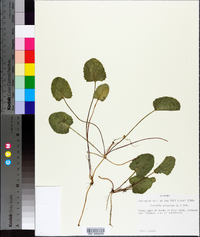 Centella asiatica image