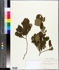 Crataegus viridis image