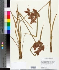 Cyperus pilosus image