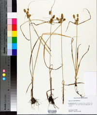 Cyperus ovatus image