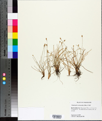 Fimbristylis schoenoides image