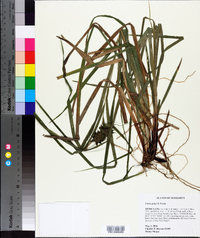 Carex grayi image