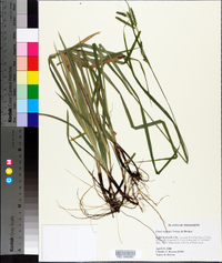 Carex oxylepis image