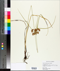 Cyperus pseudovegetus image