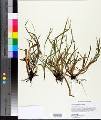 Carex laxiculmis image