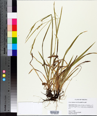 Carex leptonervia image