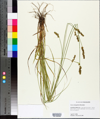 Carex triangularis image