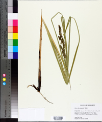 Carex decomposita image