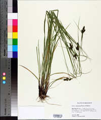 Carex complanata image