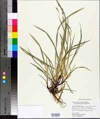 Carex oxylepis image