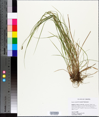 Carex swanii image