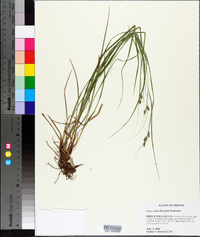 Carex swanii image