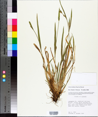 Carex kraliana image