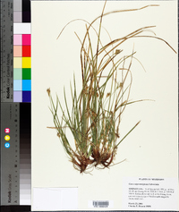 Carex nigromarginata image