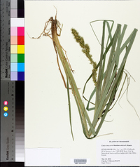 Carex crus-corvi image