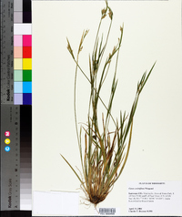 Carex crebriflora image