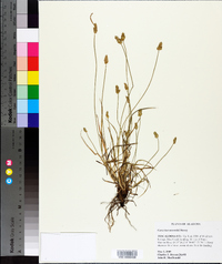 Carex leavenworthii image