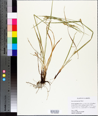 Carex planispicata image