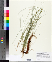 Carex atlantica subsp. capillacea image