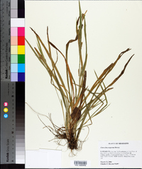 Carex flaccosperma image