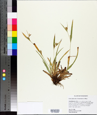 Carex glaucodea image