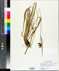 Scirpus pendulus image