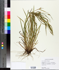 Carex crebriflora image