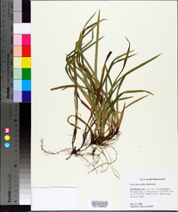 Carex abscondita image