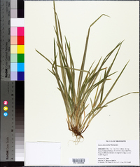 Carex abscondita image