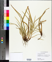 Carex abscondita image