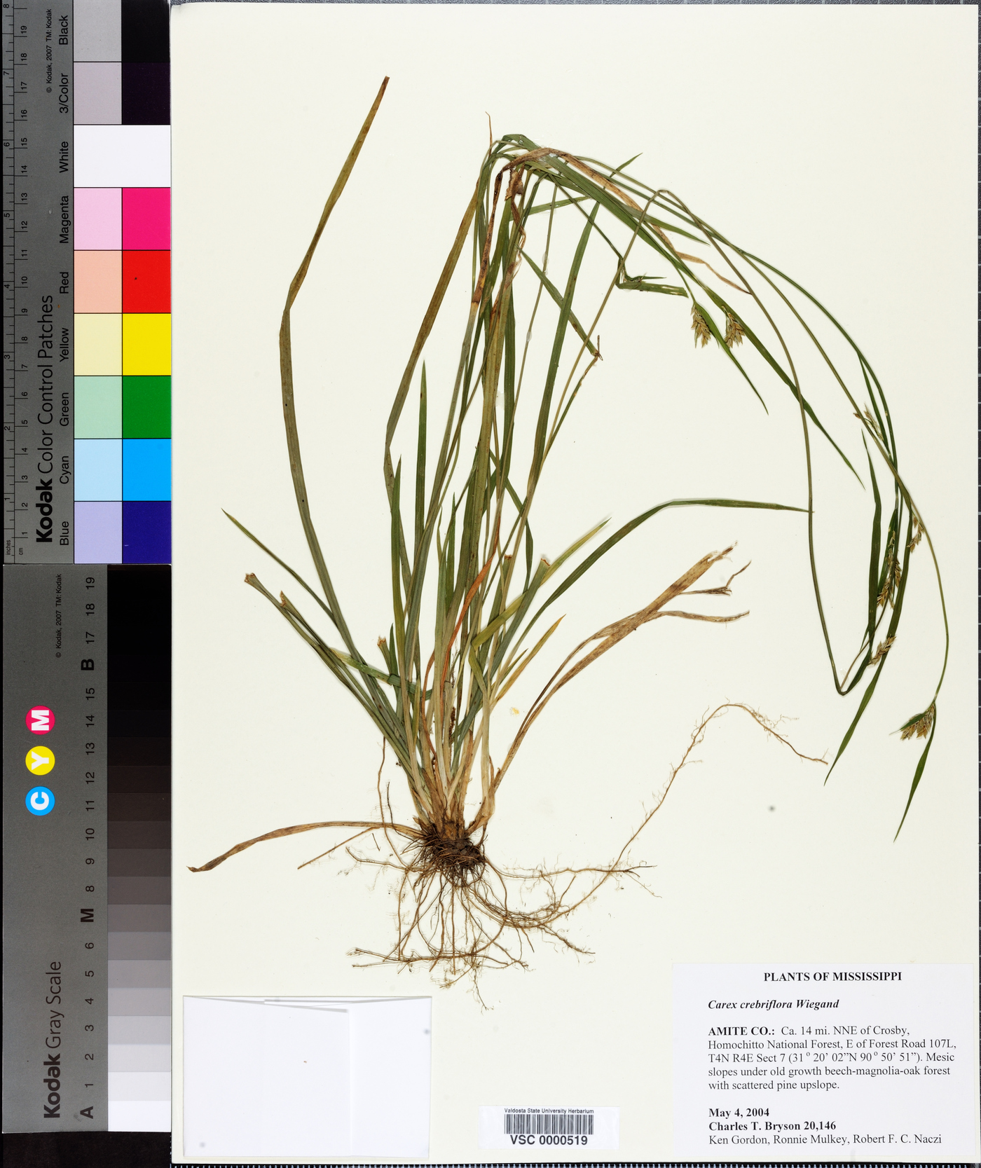 Carex crebriflora image