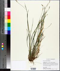 Carex striatula image