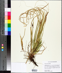 Carex picta image